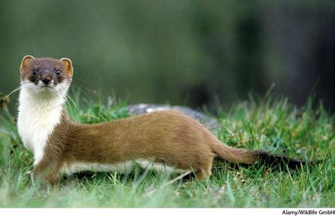 American Heritage Dictionary Entry Weasel