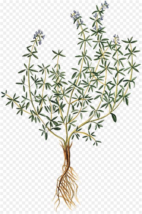 La plupart de ces idées sont très facile à faire en réalité. Thyn Dessin / 14 Idees De Herbes Herbe Impressions ...