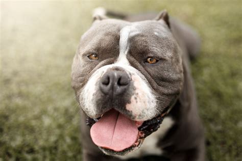 Pit Bull Dogs Images Goo To Play