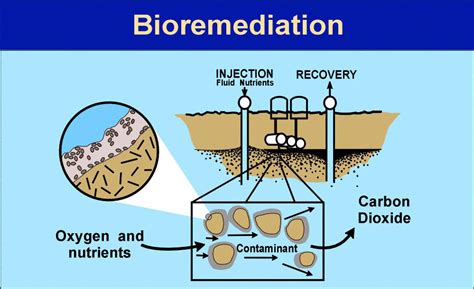 Bioremediation Types