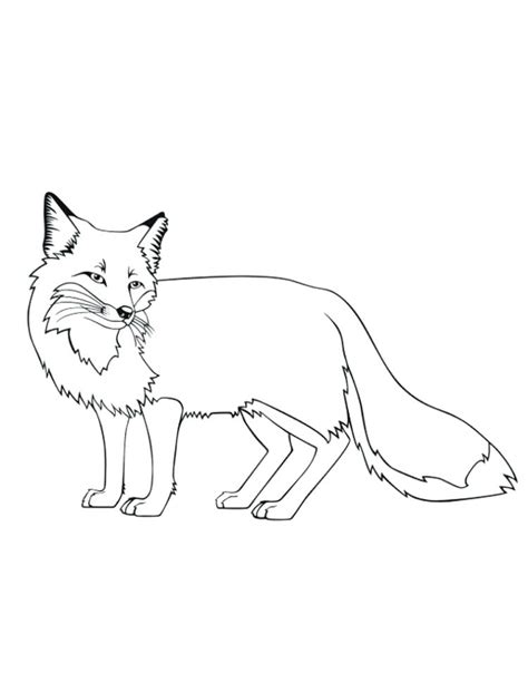 Realistic Fox Drawing At Getdrawings Free Download