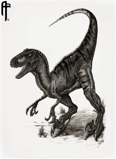Jurassic Park Velociraptor Utahraptor By Aram Rex On Deviantart