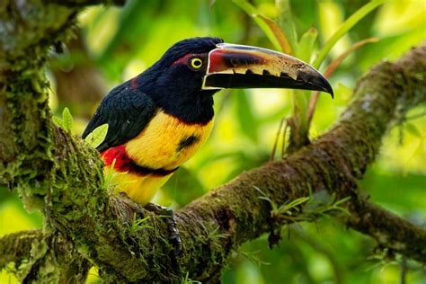 Le Paradis Des Oiseaux Costa Rica Sur Mesure