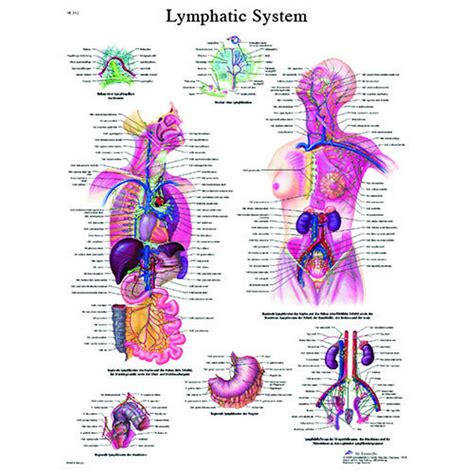 3b Scientific 12 4613l Anatomical Chart Lymphatic System Laminated