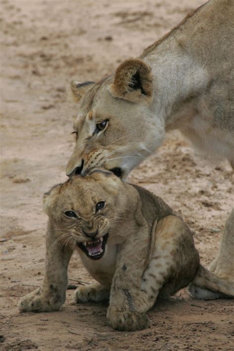 Lions Elephants And Baby Moments In South Africa