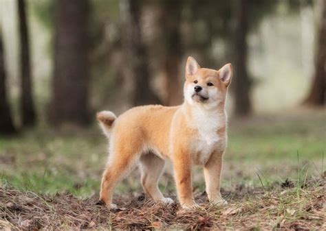 A small, alert and agile dog that copes very well with mountainous terrain and hiking trails. Shiba Inu hond prijs. Shiba Inu oorsprong, kenmerken en ...
