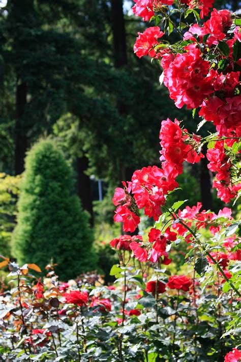Portland's royal rosarian rose garden contest is back for 83rd year. International Rose Test Garden - Portland, Oregon | ParTASTE