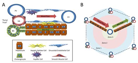 The liver is a vital organ found in humans and other vertebrates. Cells | Free Full-Text | Signals and Cells Involved in ...