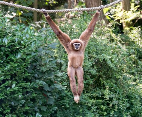 Young Gibbon Monkey Hanging On The Rope Stock Image Colourbox