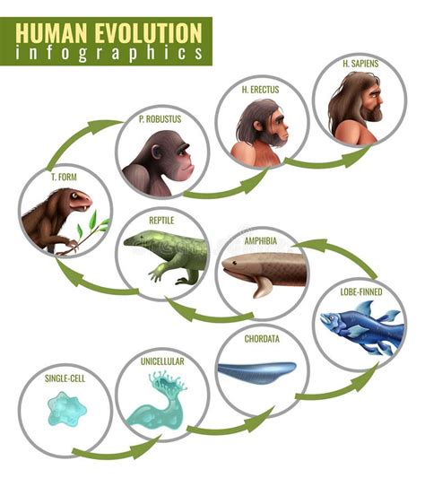 Sapiens Evolution Stock Illustrations 2582 Sapiens Evolution Stock