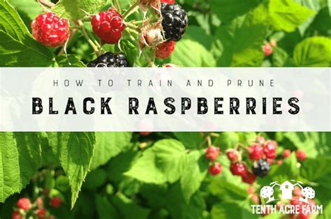 Black Raspberries Growing On The Bush With Text Overlay Reading How To