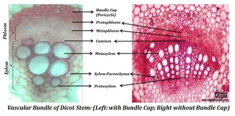 Primary Structure Of Dicot Stem Easybiologyclass