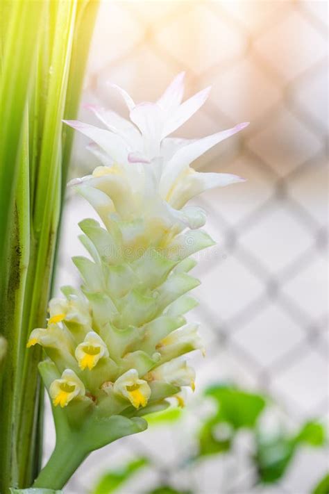 White Turmeric Flower Stock Photo Image Of Tulip Color 79184494