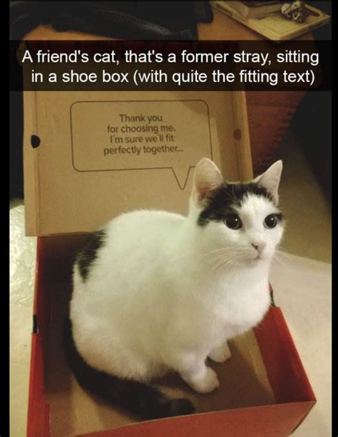 Funny Random Meme Dump Funny Cat Memes Cute Animals Funny Animal Memes