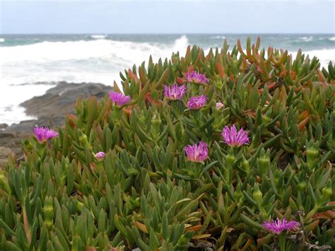 Wild Succulents By The Sea These Beautiful Wild Succulents Flickr