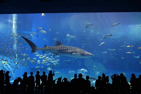 Okinawa Churaumi Aquarium Discover Places Only The Locals Know About