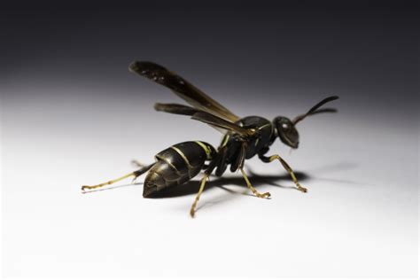 Paper Wasp Parasites Turn Hosts Into Long Lived ‘zombies