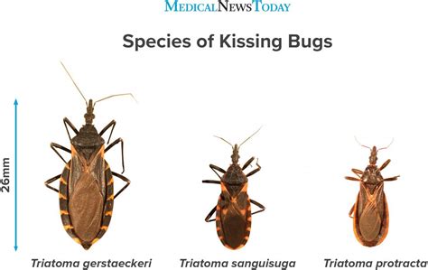 Kissing Bug What To Know