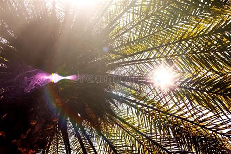 Sun Rays And Glare Penetrate Through The Branches Of Palm Trees On A