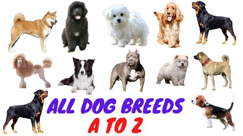 All Large And Small Dog Breeds In The World A To Z List