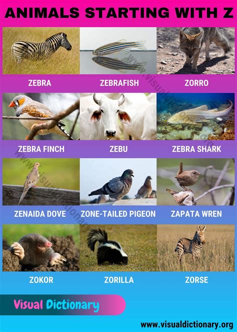 Animals That Start With Z
