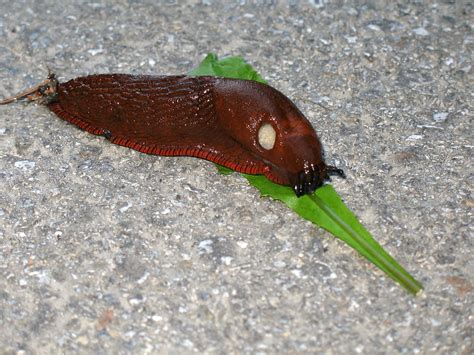 Slug Free Stock Photo A Slug On A Leaf 7997