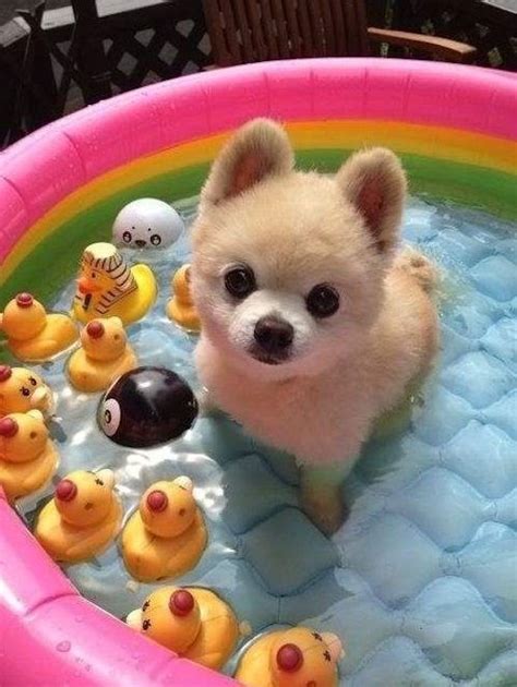 Swimming Doggo Animals And Pets Baby Animals Funny Animals Cute