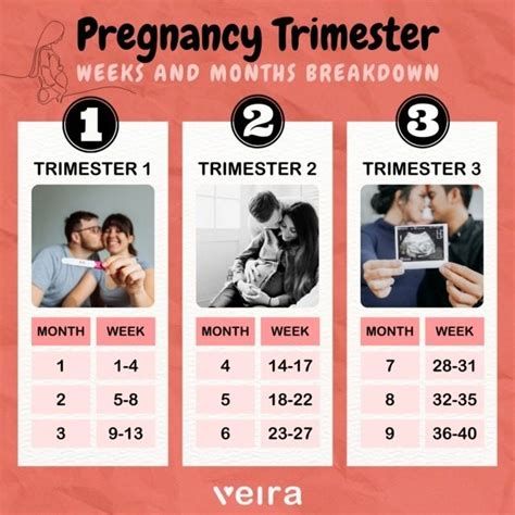 Pregnancy Timeline Weeks Months And Trimesters Explained Veira Life