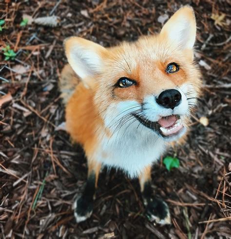 10 Most Popular Foxes You Should Already Know By Now