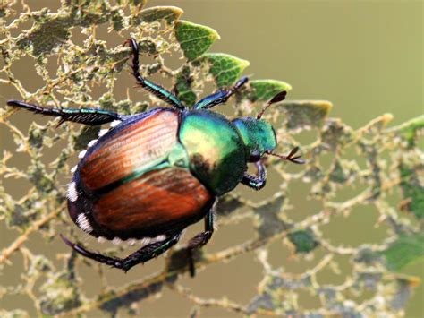 Japanese Beetle Alert — Yard And Garden Report