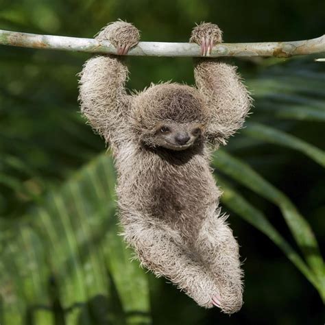 Mark Kostich On Instagram “baby Three Toed Sloth Hanging From Tree