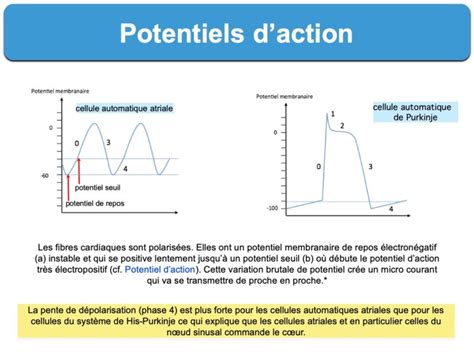 Potentiel Daction E Cardiogram