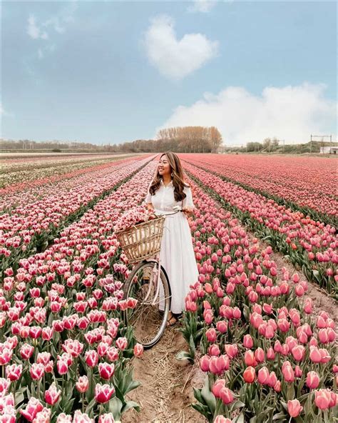 Best Tips For Visiting Tulip Fields In The Netherlands Where When