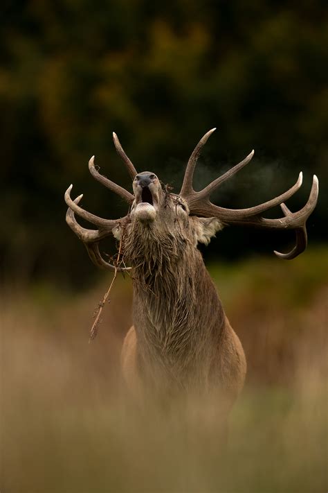 Red Deer Rut Danny Green Photography