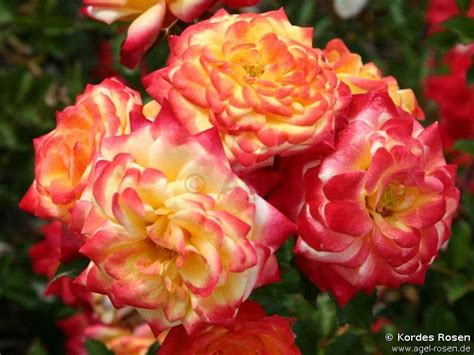Buy Vulcano Flower Circus ® Floribunda Rose Agel Rosen