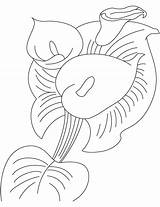 Canna Bulb Coloring sketch template