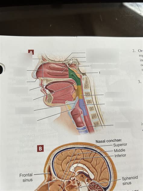 Midsagittal Section Of The Head And Neck Illustration Diagram Quizlet