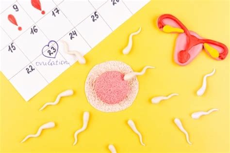 Debunking Common Ovulation Myths