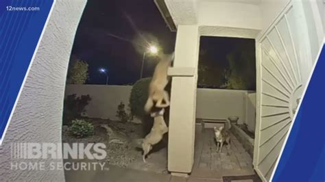 Video Shows Pack Of Coyotes Snatching A Cat In Surprise