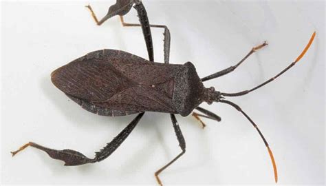9 Bugs That Look Like Kissing Bugs With Pictures