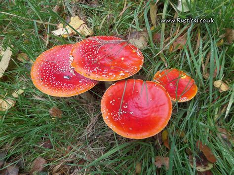 Display Of Red Mushrooms With White Spots Heralds Autumn Rustical