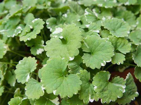 Get the best lawn care service in minneapolis, mn. Lawn Care | Delano, Plymouth, Maple Grove MN | Mosquito ...