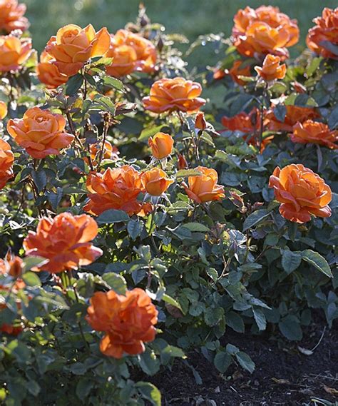 Live Maria Stern Sub Zero Garden Rose By Cottage Farms Direct Zulily