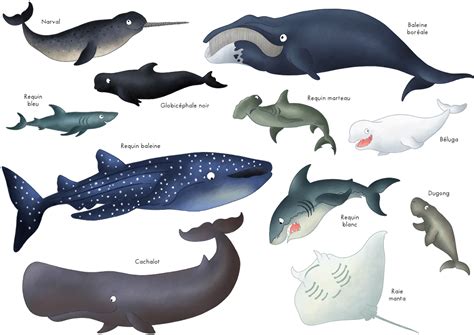 Les Animaux Marins Imagier Tipirate Animaux Marins