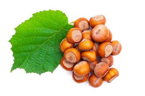 Hazelnuts Isolated On White Stock Image Image Of Kernel Hazelnuts