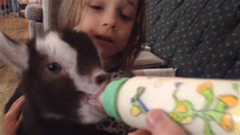Bottle Feeding Baby Goats Youtube