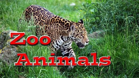 Animal World Zoo Animals For Kids Kids Learning Videos