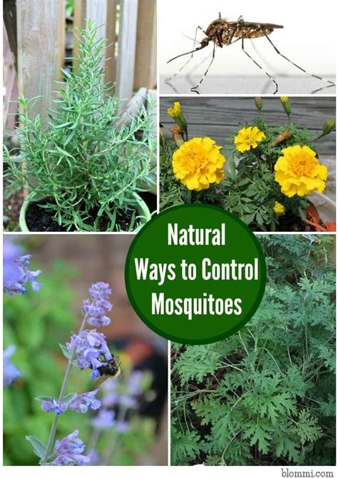 What plants keep mosquitoes away? Natural Ways to Control Mosquitoes in your Yard | Planting ...