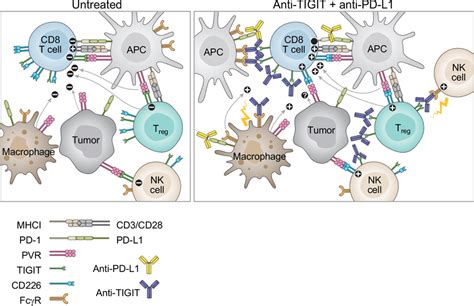 Effects Of Dual Blockade Of T Cell Immunoreceptor With Ig And ITIM