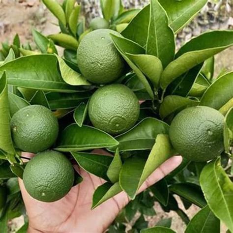 Buy Live Malta Lemonnimbunimboo Fruit Plant 1 Healthy Live Plant With
